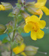 Kejklířka žlutá - Mimulus luteus - semena kejklířky - 200 ks