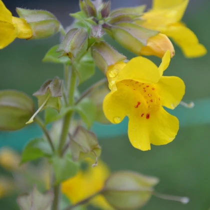 Kejklířka žlutá - Mimulus luteus - semena kejklířky - 200 ks