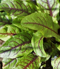Šťovík krvavý - Rumex sanguineus - semena šťovíku - 100 ks