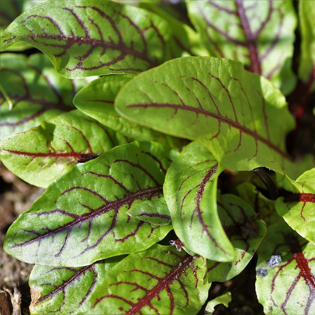 Šťovík krvavý - Rumex sanguineus - semena šťovíku - 100 ks