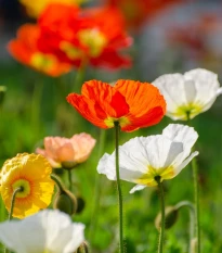 Mák islandský směs barev - Papaver nudicaule - semena máku - 50 ks