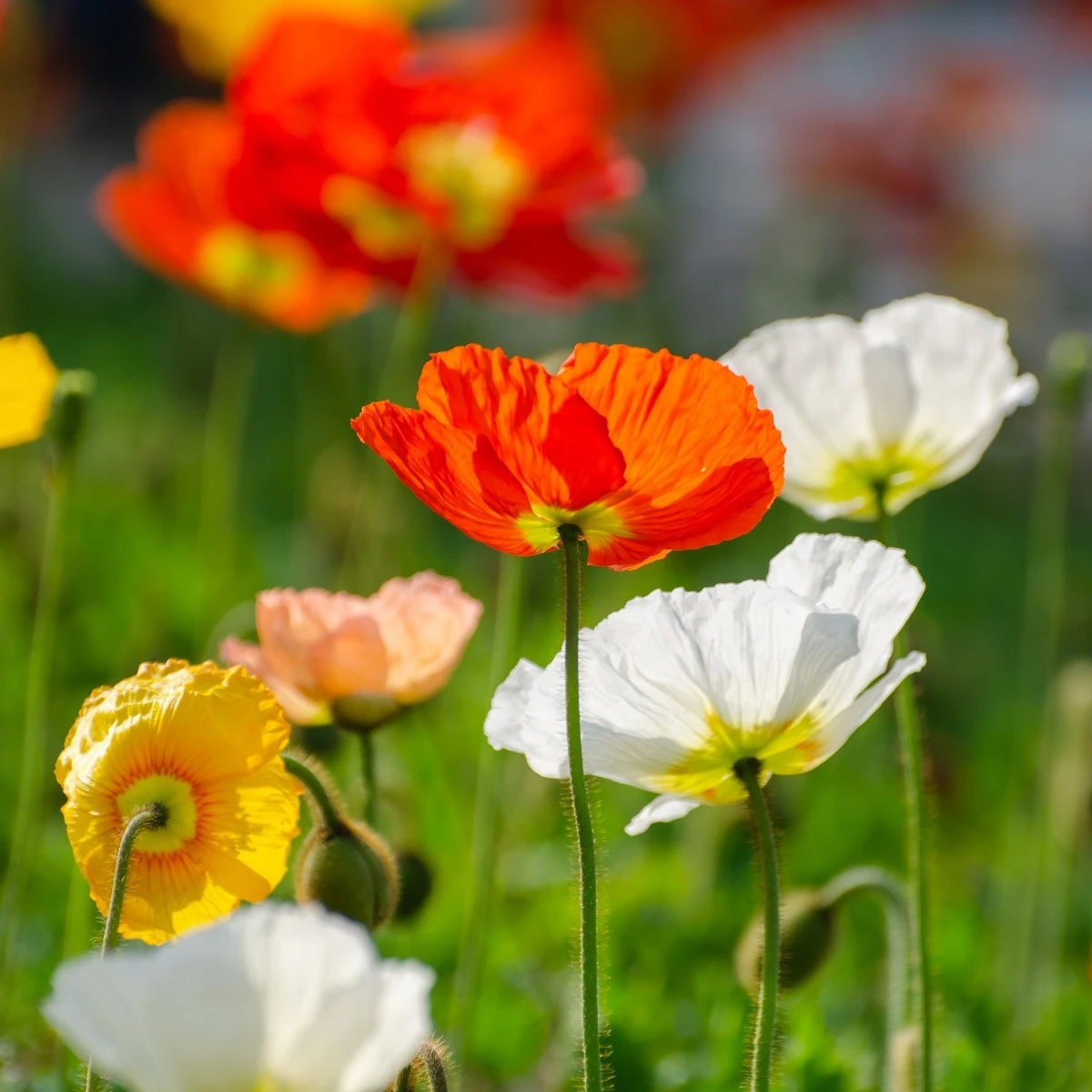 Mák islandský směs barev - Papaver nudicaule - semena máku - 50 ks