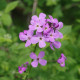 Večernice vonná - Hesperis matronalis - semena večernice - 100 ks