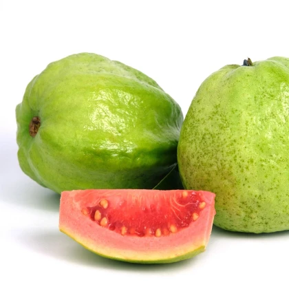 Guave - Psidium guajava - semena guave - 4 ks