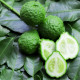 Kafrová limetka - Citrus hystrix - semena kafrové limetky - 3 ks
