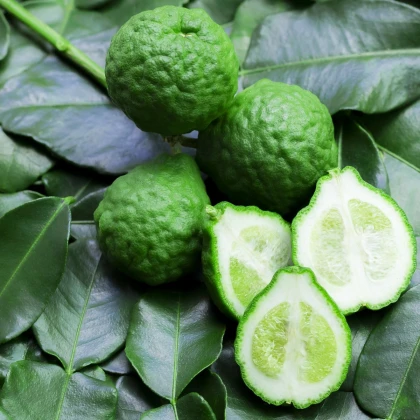 Kafrová limetka - Citrus hystrix - semena kafrové limetky - 3 ks