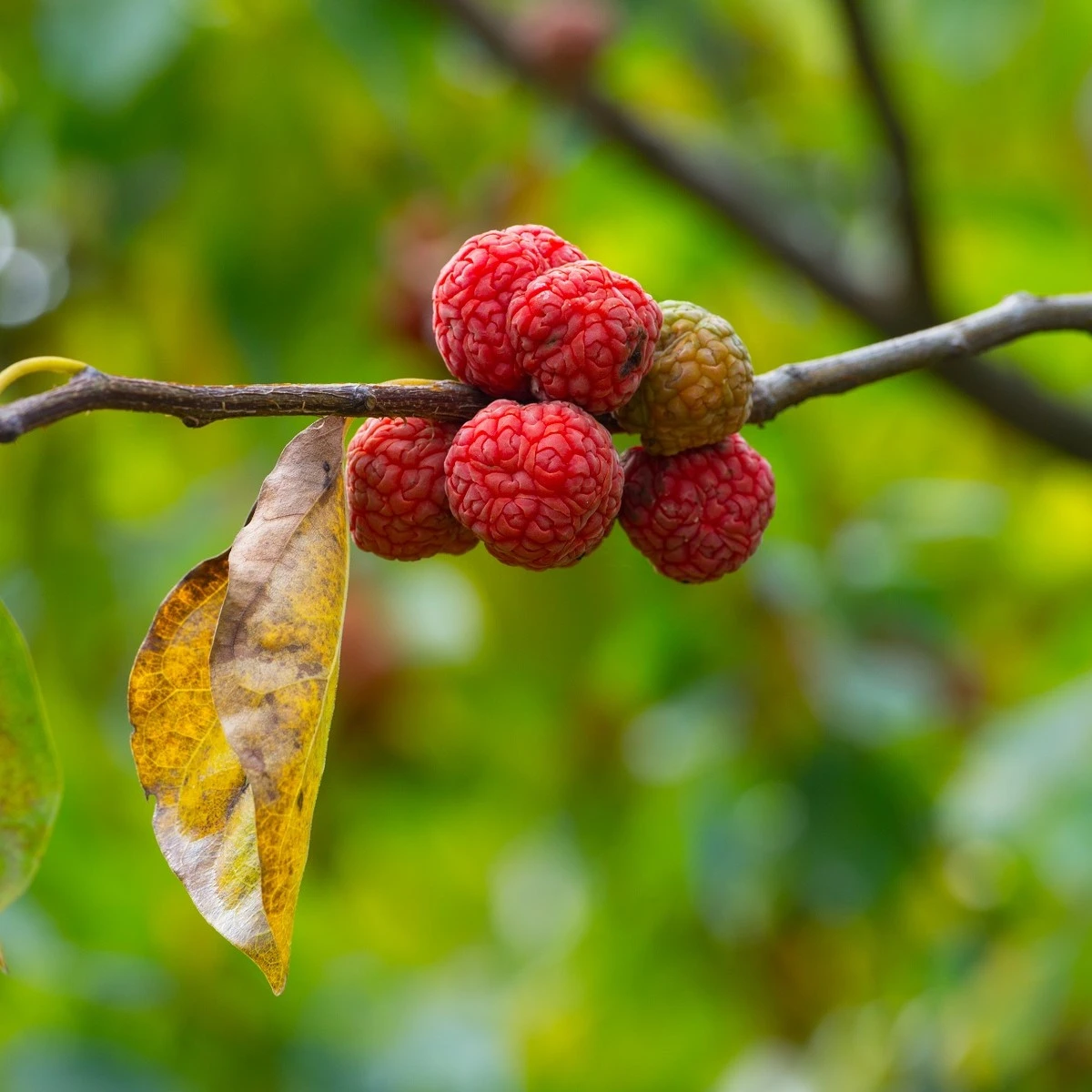 Kudranie - Maclura tricuspidata - semena kudranie - 5 ks