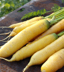 Mrkev Yellowstone – Daucus carota – semena mrkve