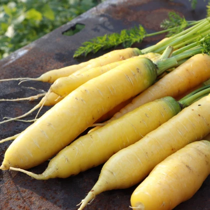 Mrkev Yellowstone – Daucus carota – semena mrkve