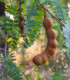 Tamarind indický - Tamarindus indica - semena tamarindu - 5 ks