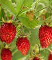 Jahodník lesní Tubby Red - Fragaria vesca - semena jahodníku - 15 ks