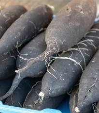 Ředkev setá dlouhá černá - Raphanus sativus niger - semena ředkve - 200 ks