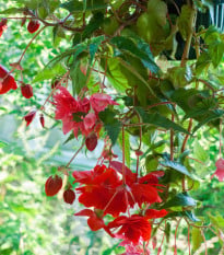 Begonie Cascade červená - Begonia cascade - cibuloviny - 2 ks