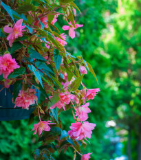 Begónie Cascade růžová - Begonia cascade - cibuloviny - 2 ks