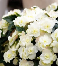 Begónie Cascade bílá - Begonia cascade - cibuloviny - 2 ks