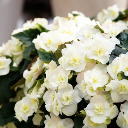 Begónie Cascade bílá - Begonia cascade - cibuloviny - 2 ks