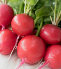 Ředkvička Riesenbutter Vitessa - Raphanus sativus sativus - semena ředkvičky - 100 ks