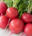 Ředkvička Riesenbutter Vitessa - Raphanus sativus sativus - semena ředkvičky - 100 ks