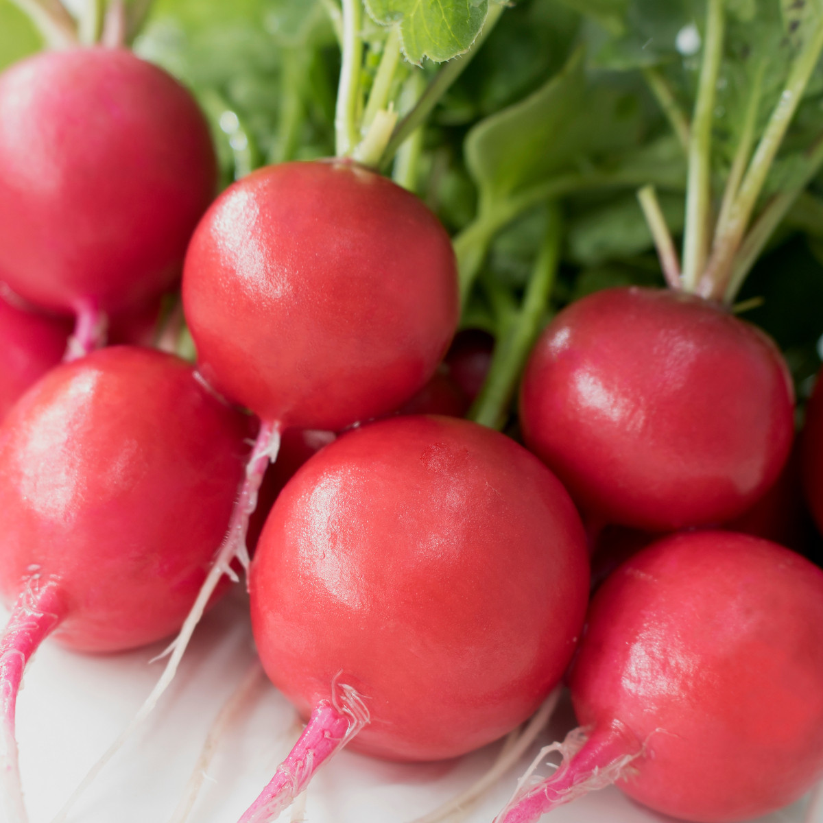 Ředkvička Riesenbutter Vitessa - Raphanus sativus sativus - semena ředkvičky - 100 ks