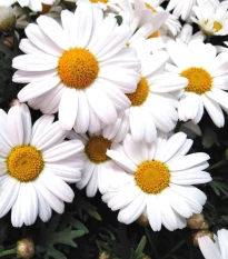 Kopretina balkonová Snowland - Chrysanthemum paludosum - semena kopretiny - 50 ks