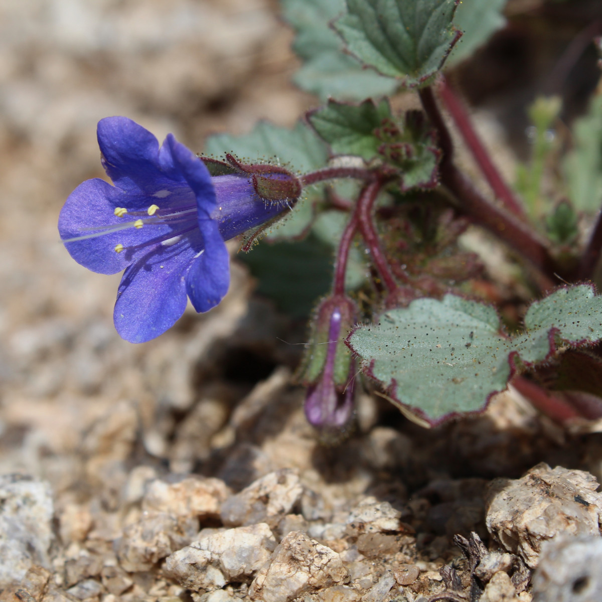 Svazenka modrá - Phacelia campanularia - pro včely - 0,7 gr