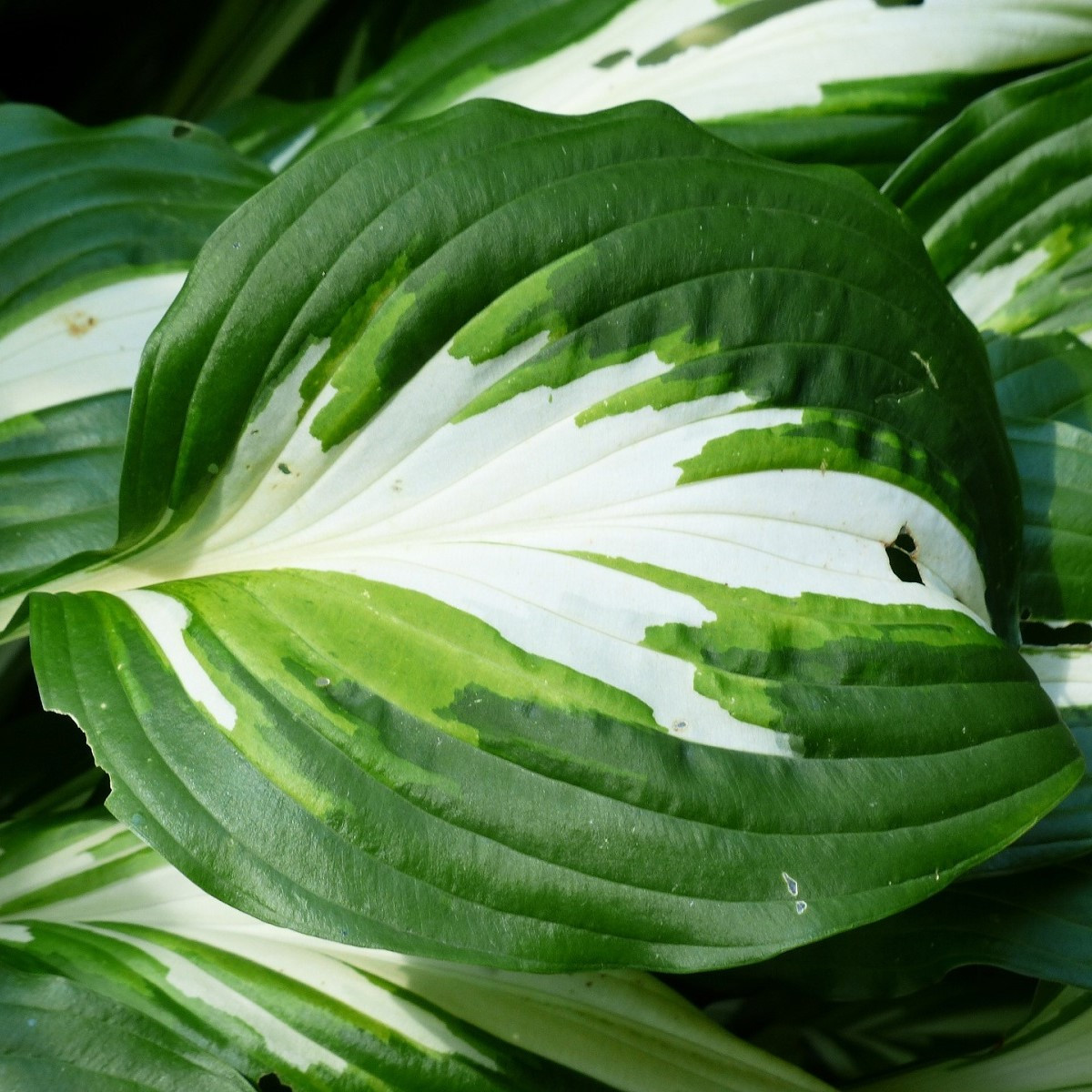 Bohyška - Hosta Mediovariegata - hlízy bohyšky - 1 ks
