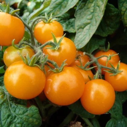 Rajče Aztek - Solanum lycopersicum - semena rajčete  - 20 ks
