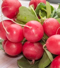 BIO Ředkvička Patricie - Raphanus sativus - bio semena ředkvičky - 25 ks