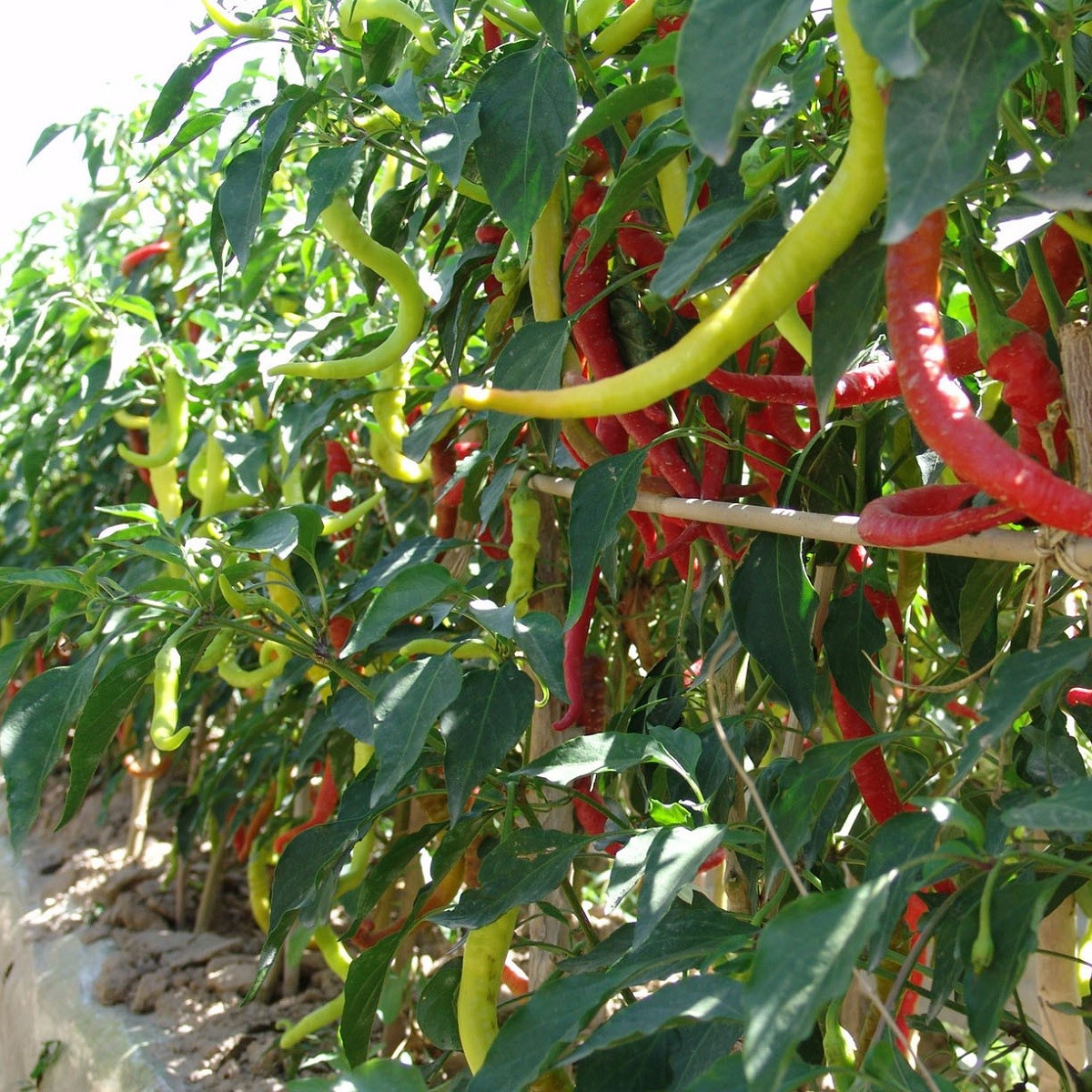 Paprika kozí roh Beros - Capsicum annuum - semena chilli - 15 ks