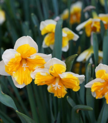Narcis Orangery - Narcissus - cibuloviny - 3 ks