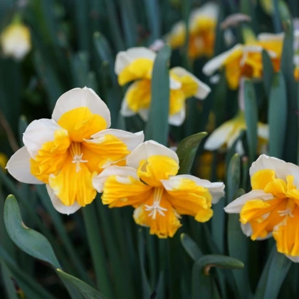 Narcis Orangery - Narcissus - cibule narcisu - 3 ks