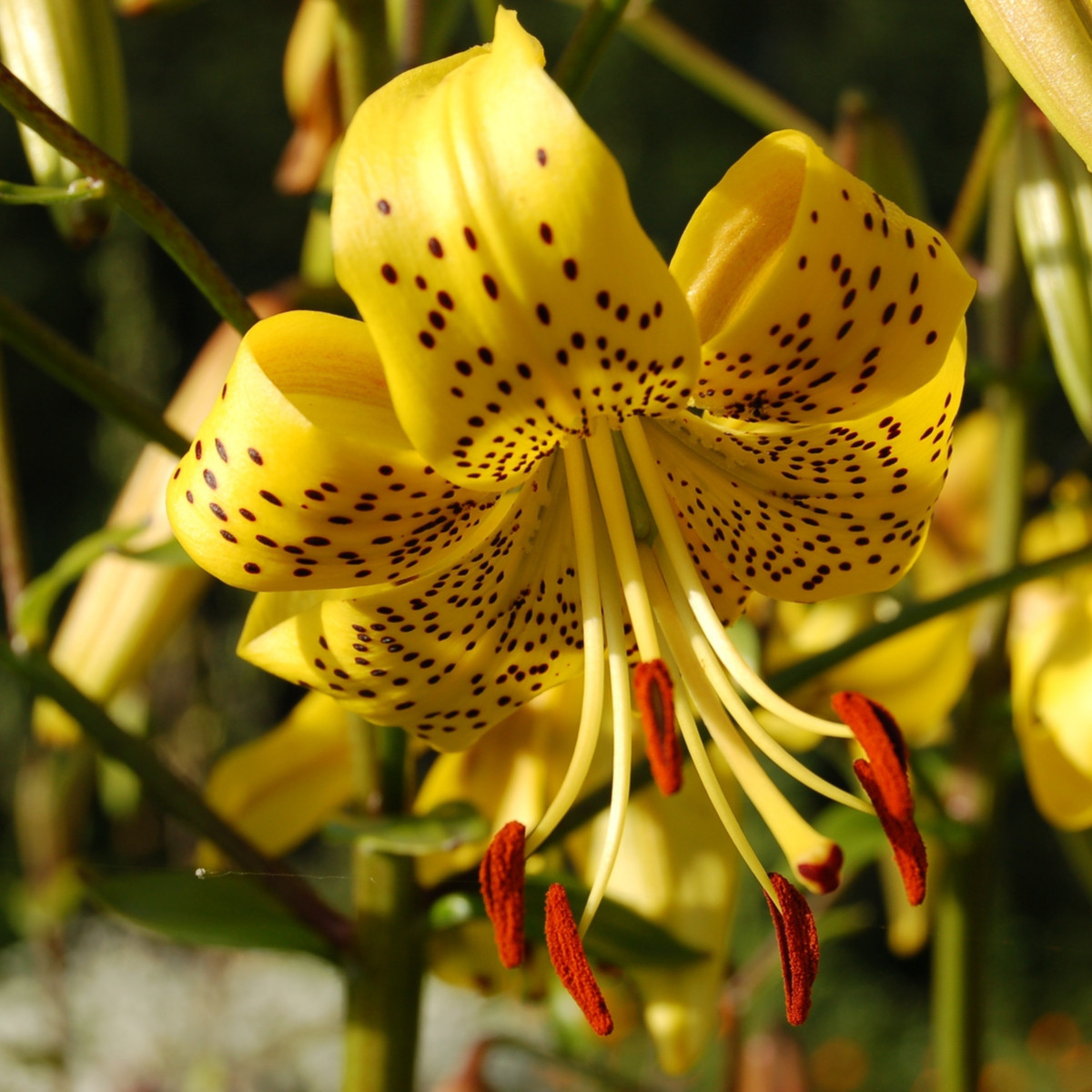 Lilie zlatohlavá Guinea Gold - Lilium - cibule lilie - 1 ks