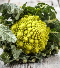 Květák Veronica F1 - Brassica oleracea L. convar. botrys - semena květáku - 10 ks