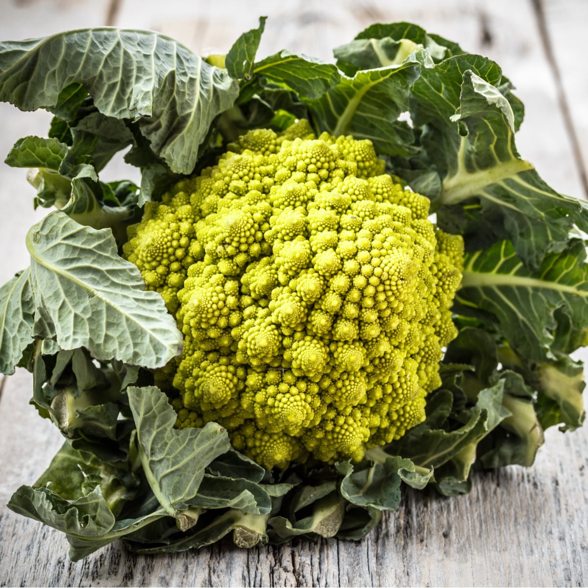 Květák Veronica - Brassica oleracea L. convar. botrys - semena květáku - 10 ks