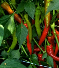 Paprika kozí roh Poseidon - Capsicum annuum - semena chilli - 15 ks