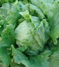 Salát hlávkový Tarzan - Lactuca sativa L. - semena salátu - 250 ks