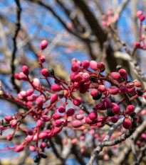 Pistácie atlantská - Pistacia atlantica - semena pistácie - 5 ks