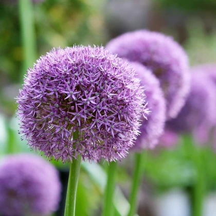 Česnek obrovský Giganteum - Allium giganteum - cibule okrasného česneku - 1 ks