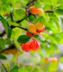 Barbadoská třešeň - Malpighia glabra - semena třešně - 4 ks