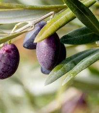 Olivovník evropský - Olea europeae - semena olivovníku - 5 ks