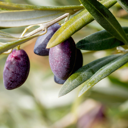 Olivovník evropský - Olea Europeae - semena  - 5 ks