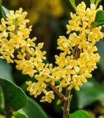 Olivovník libovonný - Osmanthus fragrans - semena olivovníku - 5 ks