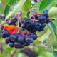 Černý jeřáb - Aronia melanocarpa - semena jeřábu - 7 ks