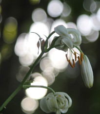Lilie Martagon bílá - Lilium martagon - cibule lilií - 1 ks