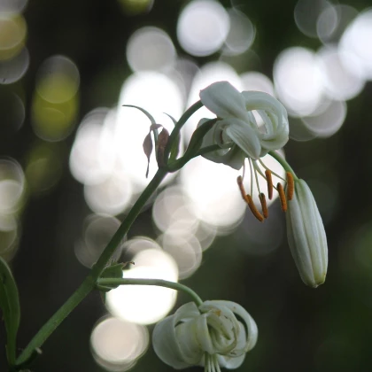 Lilie Martagon bílá - Lilium martagon - cibule lilií - 1 ks