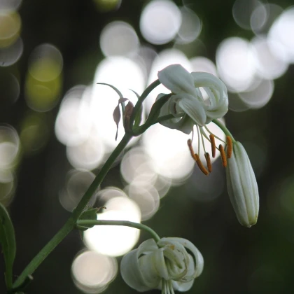 Lilie Martagon bílá - Lilium martagon - cibule lilií - 1 ks