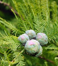 Tisovec dvouřadý - Taxodium distichum - semena tisovce - 5 ks