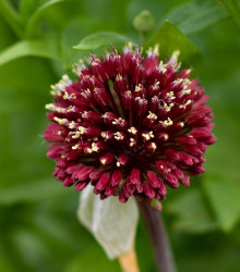 Okrasný česnek Red Mohican - Allium amethystinum  - cibule česneků - 1 ks