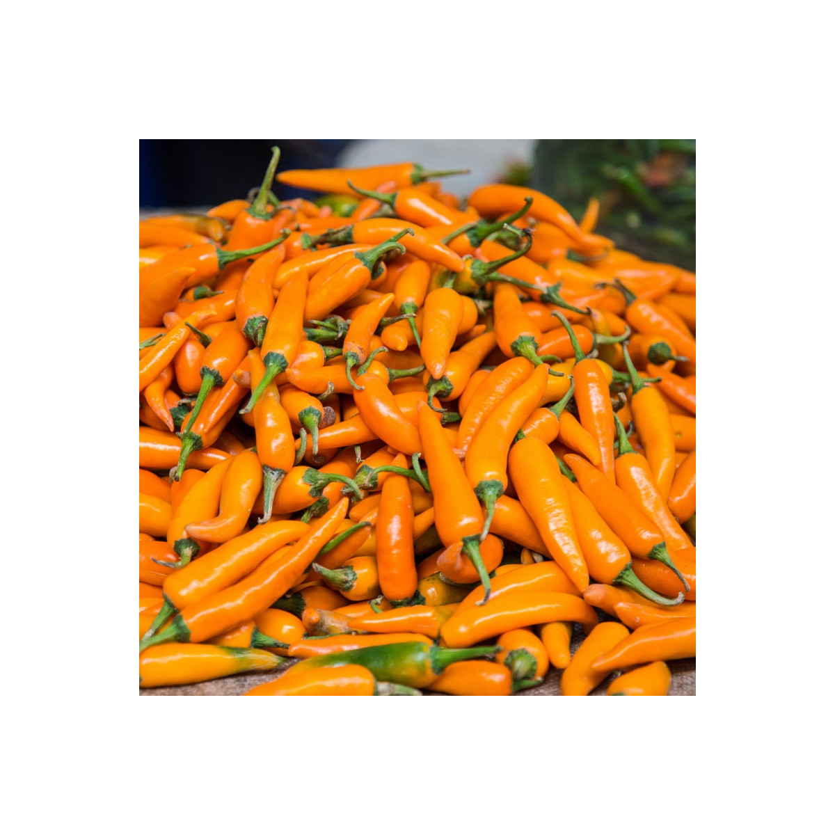 Chilli Bulharská mrkev - Capsicum annuum - semena chilli - 6 ks