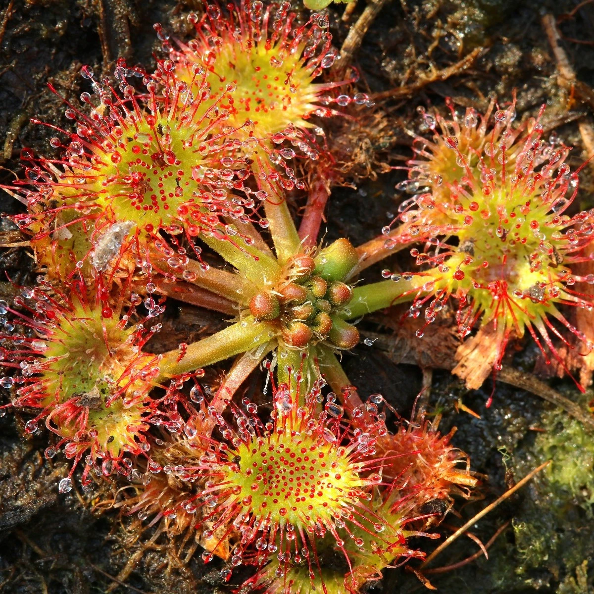 Rosnatka okrouhlolistá - Drosera rotundifolia - semena - 10 ks